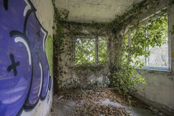 Room with gravity and overgrown with plants, dilapidated plant of a former agricultural production cooperative of the former GDR, LPG, Lost Place, Müggenburg, Fischland-Darß-Zingst, Western Pomerania Lagoon Area National Park, Mecklenburg-Western Pomerania, Germany
