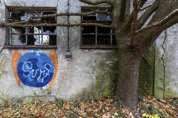 Wall of a building with broken windows, gravity and tree, dilapidated plant of a former agricultural production cooperative of the former GDR, LPG, Lost Place, Müggenburg, Fischland-Darß-Zingst, Western Pomerania Lagoon Area National Park, Mecklenburg-Western Pomerania, Germany