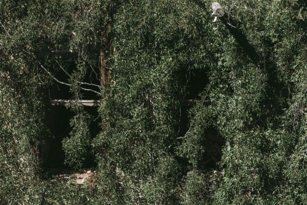 Ruin with façade overgrown by nature, Lost Place, Heilstätten Beelitz, Brandenburg
