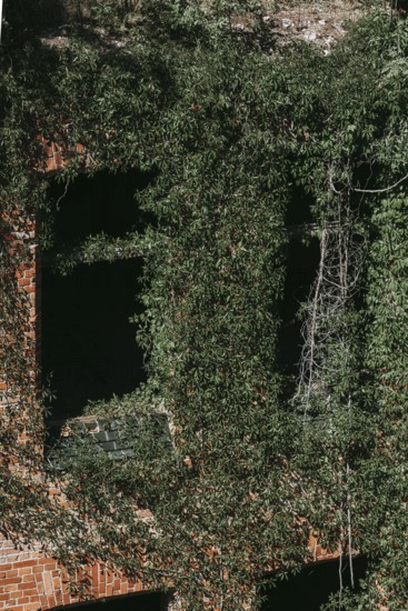 Ruin with façade overgrown by nature, Lost Place, Heilstätten Beelitz, Brandenburg