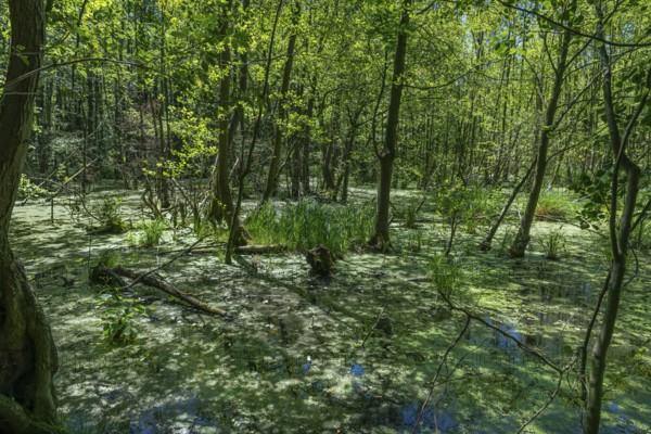 Moor and swamp landscape in the forest area near Wannsee near Berlin