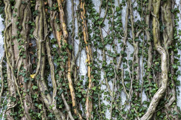 Ivy grows on old house wall, dilapidated plant of a former agricultural production cooperative of the former GDR, LPG, Lost Place, Müggenburg, Fischland-Darss-Zingst, Western Pomerania Lagoon Area National Park, Mecklenburg-Western Pomerania, Germany