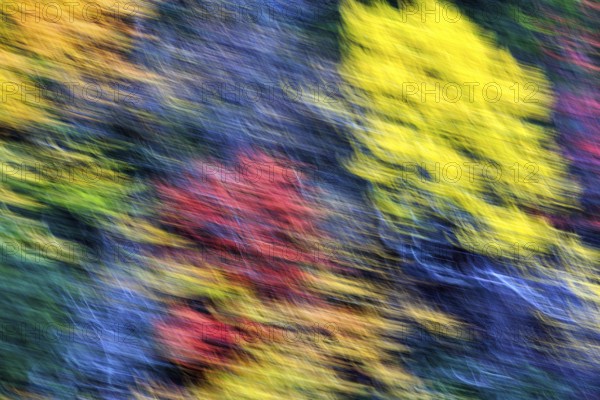 Colorful autumn leaves, Indian summer, smudge effect, blur, Massachusetts, New England, USA