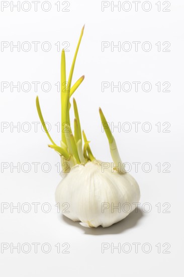 Close-up of garlic bulb with green shoots on light background