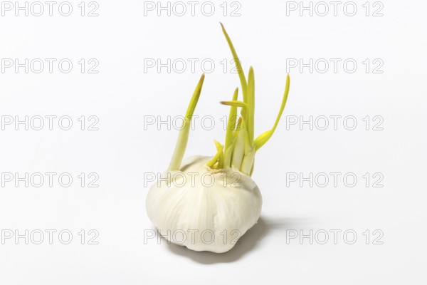 Garlic with long, green sprouts, with a prelight background