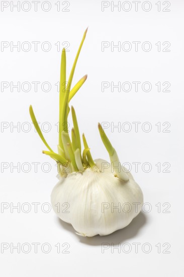 A close-up of sprouting garlic with green shoots