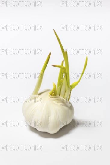 A garlic with green sprouts growing from the tuber, on a white background