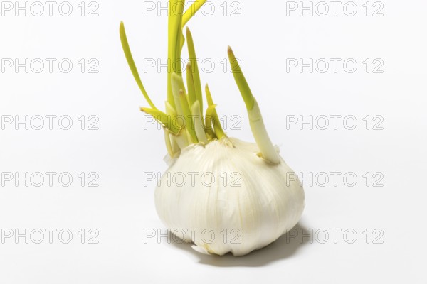 Garlic with short green sprouts that grow in different directions