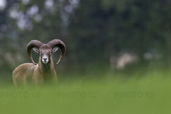 A young mouflon ram (Ovis gmelini) looks curiously over a hill, Germany