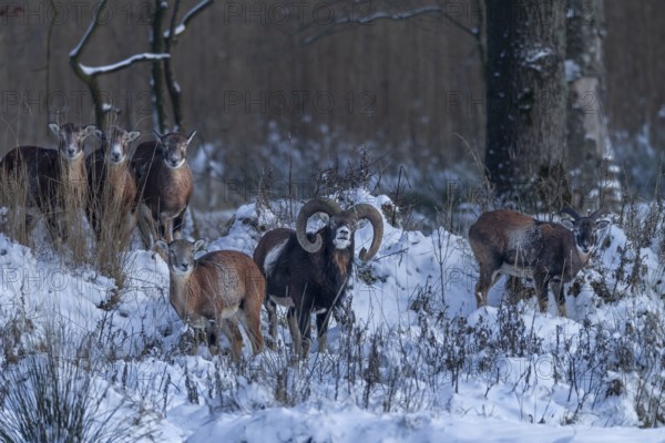 The mouflon ram (Ovis gmelini) shows keen interest in a female, attentively observed by three chaperones in the background, scenting, smelling, winter, snow, Germany