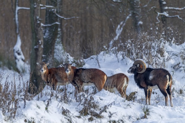 Mouflon rams (Ovis gmelini) and females search for food at the edge of the forest in winter, snow, winter sun, Germany