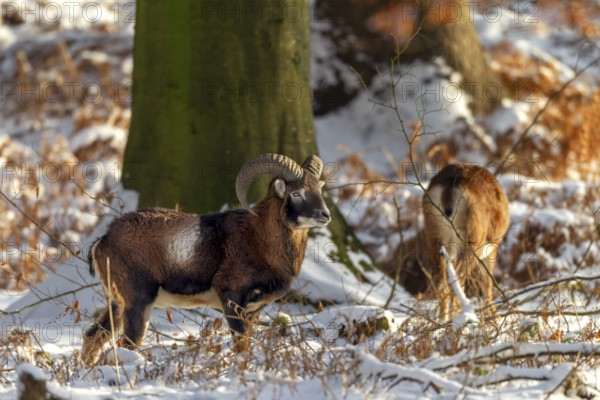 A young mouflon ram (Ovis gmelini) and a female in the evening light in a snow-covered oak forest, winter, snow, winter sun, Germany