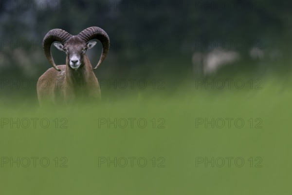 A young mouflon ram (Ovis gmelini) looks curiously over a hill, Germany