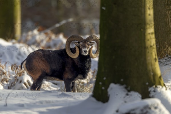 A European mouflon ram (Ovis gmelini) with impressive snails in a snow-covered beech forest, winter, snow, winter sun, Germany