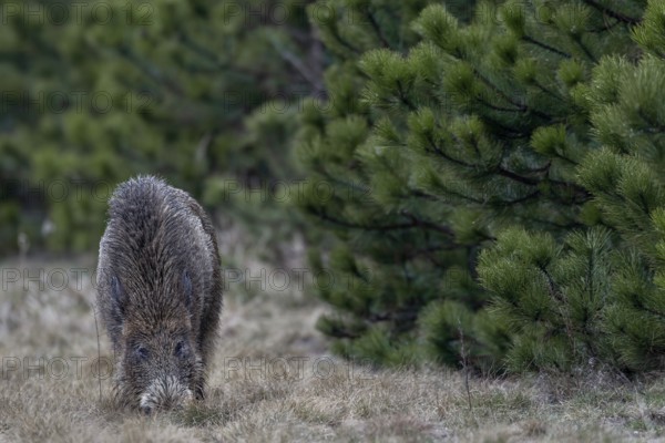 Wild boar (Sus scrofa) foraging, Germany