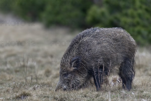 Wild boar (Sus scrofa) with its very young offspring in a forest aisle, sweet, cute, rearing young, Germany
