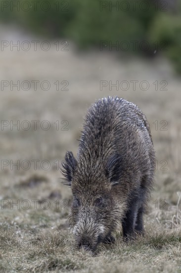Wild boar (Sus scrofa) looking for food, their young have already retreated into the dense pine forest, Germany