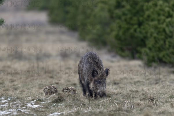 Wild boar (Sus scrofa) and young boar in a forest meadow, sweet, cute, rearing young, Germany