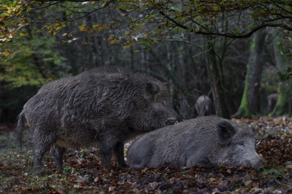 It is mating season for wild boar (Sus scrofa) and the boar dares to make an approach to a resting female, mating season, Germany
