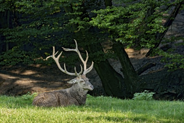 Capital adult red deer (Cervus elaphus) with large antlers, top dog resting after a mud bath, wallow, in a meadow of a forest clearing at the edge of the forest, evening light, Vogelsberg, Wildpark Büdingen, Wetterau, Hesse, Germany