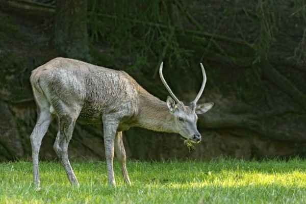 Juvenile red deer (Cervus elaphus), eating grass, grazing, after mud bath, wallow, in a meadow of a forest clearing at the edge of the forest, evening light, Vogelsberg, Wildpark Büdingen, Wetterau, Hesse, Germany