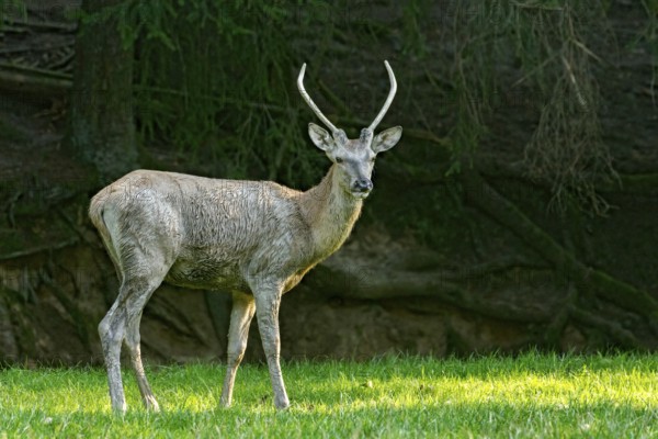 Juvenile red deer (Cervus elaphus), standing after a mud bath, wallow, on a meadow in a forest clearing at the edge of the forest, evening light, Vogelsberg, Büdingen Wildlife Park, Wetterau, Hesse, Germany