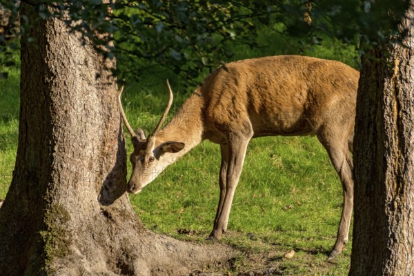 Juvenile red deer (Cervus elaphus) rubbing its horns, antlers on a tree at the edge of the forest, evening light, Vogelsberg, Büdingen Wildlife Park, Wetterau, Hesse, Germany