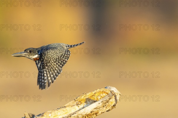 Giant kingfisher (Alcedo atthis) Zambia August