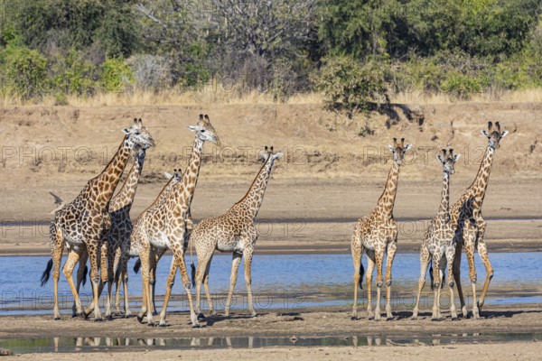 Thornicroft's Giraffe (Giraffa camelopardalis thornicrofti) crossing Luangwa River Zambia August