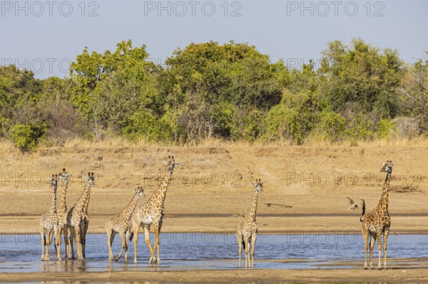 Thornicroft giraffe (Giraffa camelopardalis thornicrofti) crossing the Luangwa River Zambia August