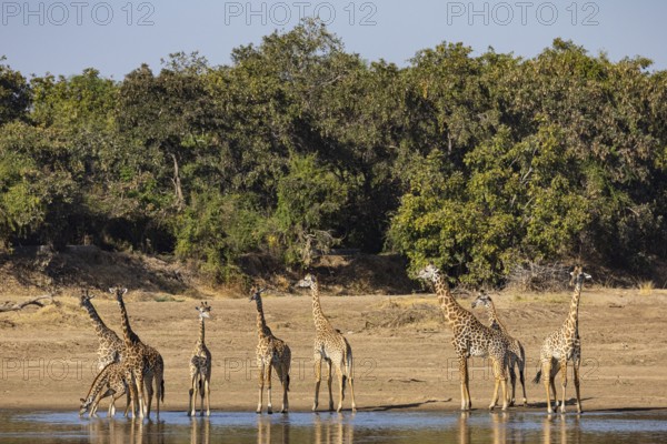 Thornicroft's Giraffe (Giraffa camelopardalis thornicrofti) Luangwa River Zambia August