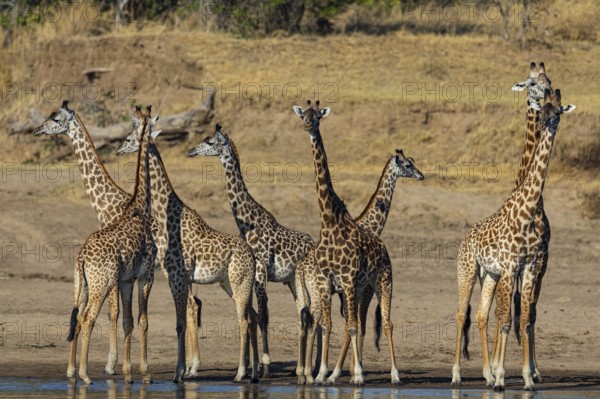 Thornicroft's Giraffe (Giraffa camelopardalis thornicrofti) Luangwa River valley Zambia August