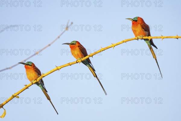 Carmine Bee-eater (Merops nubicus) South Luangwa NP Zambia August