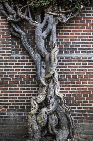 Giant ivy (Hedera helix), in front of a brick wall, Hanseatic city of Stralsund, Baltic Sea, Mecklenburg-Western Pomerania, East Germany, Germany