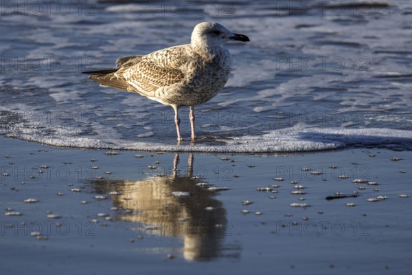 Herring gull (Larus argentatus), on the beach, reflected in the water, Fischland-Darß-Zingst, Baltic Sea, Mecklenburg-Western Pomerania, Germany