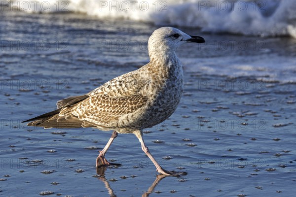 Herring Gull (Larus argentatus), on the beach, Fischland-Darß-Zingst, Baltic Sea, Mecklenburg-Western Pomerania, Germany