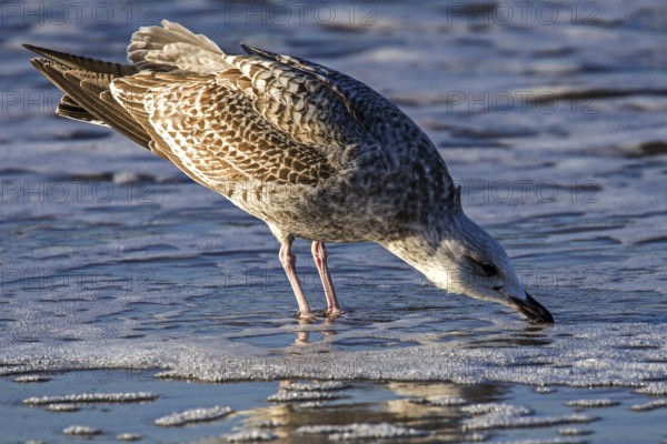 Herring gull (Larus argentatus), on the beach, drinking in the sea, Fischland-Darß-Zingst, Baltic Sea, Mecklenburg-Western Pomerania, Germany