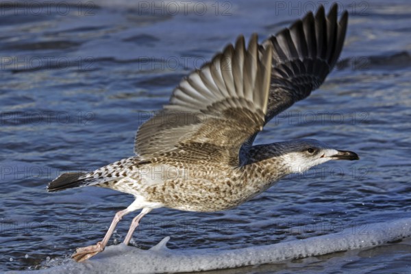 Herring gull (Larus argentatus), on the beach, flying off, Fischland-Darß-Zingst, Baltic Sea, Mecklenburg-Western Pomerania, Germany