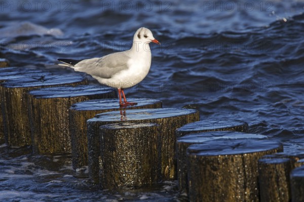 Black-headed gull (Chroicocephalus ridibundus), sitting on a groyne, Fischland-Darß-Zingst, Baltic Sea, Mecklenburg-Western Pomerania, Germany