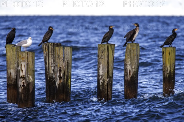 Cormorants (Phalacrocorax carbo) sitting on groynes, Fischland-Darß-Zingst, Baltic Sea, Mecklenburg-Western Pomerania, Germany