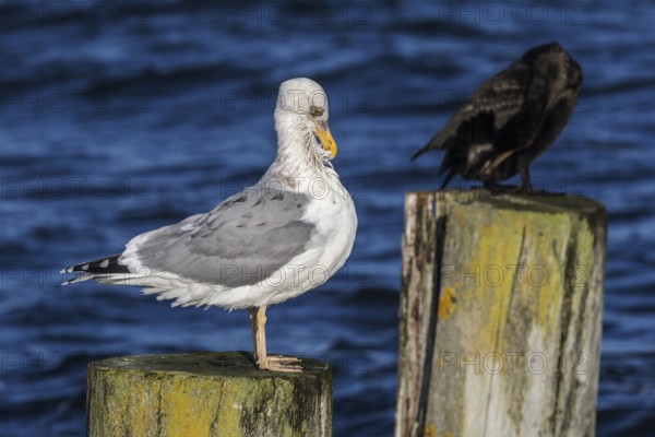 Cormorant (Phalacrocorax carbo) and gull (Larinae) sitting on groynes, Fischland-Darß-Zingst, Baltic Sea, Mecklenburg-Western Pomerania, Germany