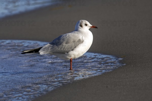 Black-headed Black-headed Gull (Chroicocephalus ridibundus), on the beach, Fischland-Darß-Zingst, Baltic Sea, Mecklenburg-Western Pomerania, Germany