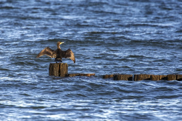 Cormorants (Phalacrocorax carbo) sitting on a groyne, Fischland-Darß-Zingst, Baltic Sea, Mecklenburg-Western Pomerania, Germany