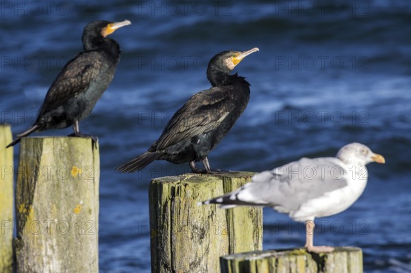 Cormorants (Phalacrocorax carbo) and gulls (Larinae) sitting on groynes, Fischland-Darß-Zingst, Baltic Sea, Mecklenburg-Western Pomerania, Germany