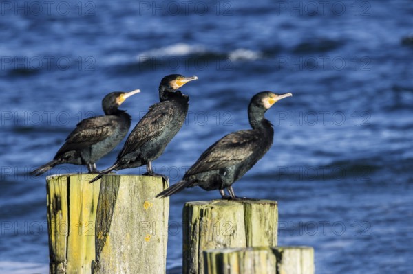 Cormorants (Phalacrocorax carbo) on groynes, Fischland-Darß-Zingst, Baltic Sea, Mecklenburg-Western Pomerania, Germany