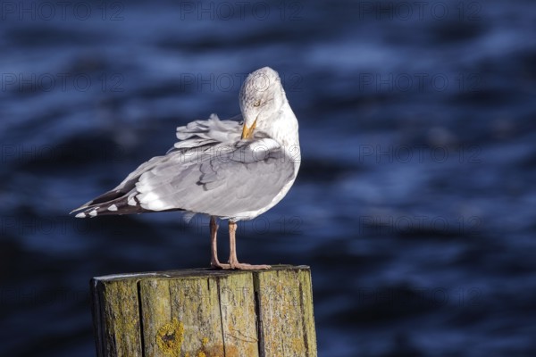 Seagull (Larinae) sitting on a groyne, Fischland-Darß-Zingst, Baltic Sea, Mecklenburg-Western Pomerania, Germany