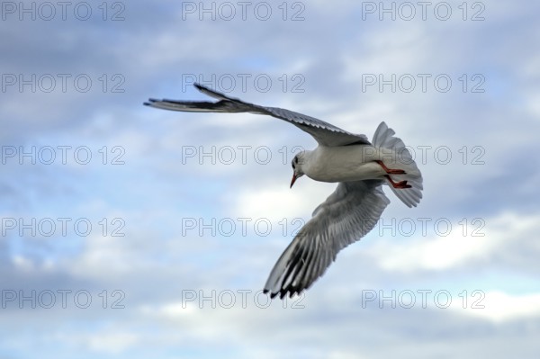 Gull (Larinae) flying with outstretched wings, Fischland-Darß-Zingst, Baltic Sea, Mecklenburg-Western Pomerania, Germany