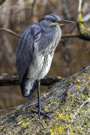 Grey heron (Ardea cinerea) sitting on a tree trunk, Fischland-Darß-Zingst, Baltic Sea, Mecklenburg-Western Pomerania, Germany