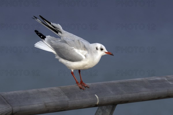 Black-headed gull (Chroicocephalus ridibundus), sitting on a railing, Fischland-Darß-Zingst, Baltic Sea, Mecklenburg-Western Pomerania, Germany
