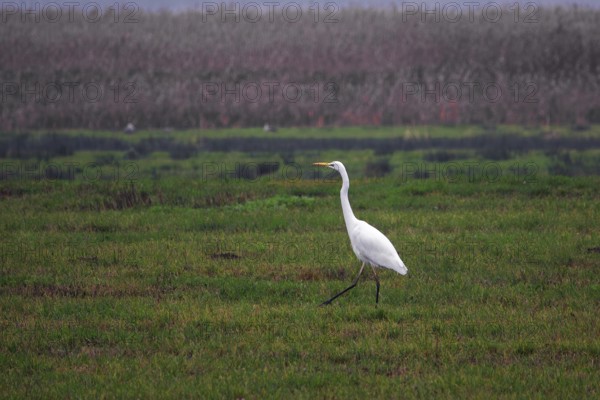 Great White Egret (Ardea alba) in a field, near Zingst, Fischland-Darß-Zingst, Western Pomerania Lagoon National Park, Mecklenburg-Western Pomerania, Germany